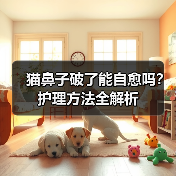 猫鼻子破了能自愈吗？护理方法全解析（图4）