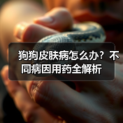 狗狗皮肤病怎么办？不同病因用药全解析