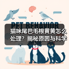 猫咪尾巴毛根黄黄怎么处理？揭秘原因与科学方法（图4）