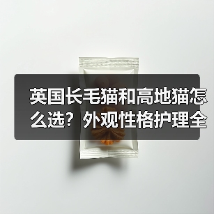 英国长毛猫和高地猫怎么选？外观性格护理全对比（图3）