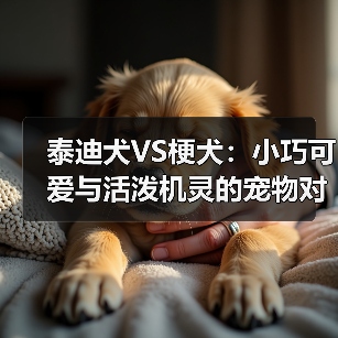 泰迪犬VS梗犬：小巧可爱与活泼机灵的宠物对比（图3）