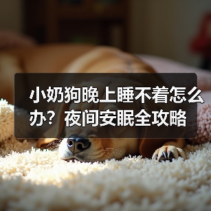 小奶狗晚上睡不着怎么办？夜间安眠全攻略（图4）