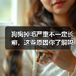 狗狗掉毛严重不一定长癣，这些原因你了解吗？