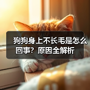 狗狗身上不长毛是怎么回事？原因全解析（图2）