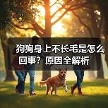 狗狗身上不长毛是怎么回事？原因全解析（图3）
