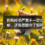 狗狗掉毛严重不一定长癣，这些原因你了解吗？（图4）