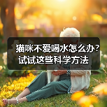 猫咪不爱喝水怎么办？试试这些科学方法（图4）