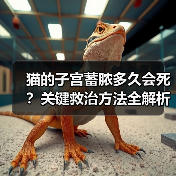 猫的子宫蓄脓多久会死？关键救治方法全解析