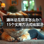 猫咪总是尿床怎么办？15个实用方法彻底解决（图2）