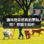 猫咪绝育后真的更粘人吗？原因全解析（图4）