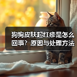 狗狗皮肤起红疹是怎么回事？原因与处理方法（图2）