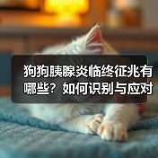 狗狗胰腺炎临终征兆有哪些？如何识别与应对？（图4）