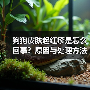狗狗皮肤起红疹是怎么回事？原因与处理方法（图4）