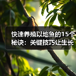 快速养殖以地鱼的15个秘诀：关键技巧让生长飞快（图2）