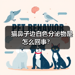 猫鼻子边白色分泌物是怎么回事？（图4）