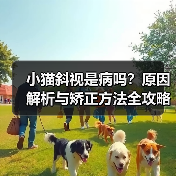 小猫斜视是病吗？原因解析与矫正方法全攻略（图3）