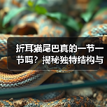 折耳猫尾巴真的一节一节吗？揭秘独特结构与遗传奥秘（图2）