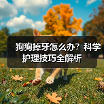狗狗掉牙怎么办？科学护理技巧全解析（图2）