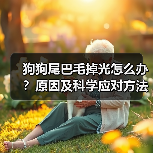 狗狗尾巴毛掉光怎么办？原因及科学应对方法（图2）