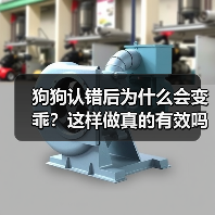狗狗认错后为什么会变乖？这样做真的有效吗？（图4）