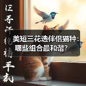 美短三花选伴侣猫种：哪些组合最和谐？