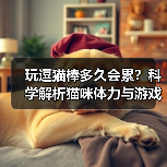 玩逗猫棒多久会累？科学解析猫咪体力与游戏时长（图2）
