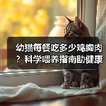 幼猫每餐吃多少鸡胸肉？科学喂养指南助健康成长（图3）