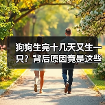狗狗生完十几天又生一只？背后原因竟是这些！