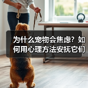 为什么宠物会焦虑？如何用心理方法安抚它们？（图3）