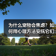 为什么宠物会焦虑？如何用心理方法安抚它们？（图4）
