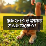 猫咪为什么总是躲藏？怎么让它们安心？