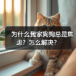 为什么我家狗狗总是焦虑？怎么解决？（图2）