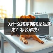 为什么我家狗狗总是焦虑？怎么解决？（图3）