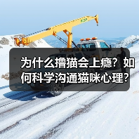 为什么撸猫会上瘾？如何科学沟通猫咪心理？（图4）
