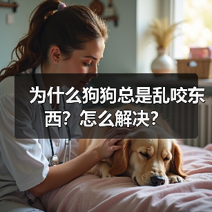 为什么狗狗总是乱咬东西？怎么解决？（图3）