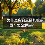 为什么狗狗总是乱咬东西？怎么解决？（图4）