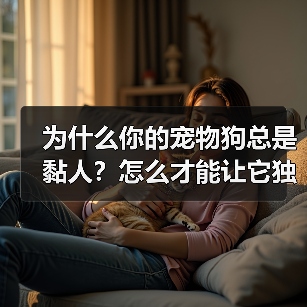 为什么你的宠物狗总是黏人？怎么才能让它独立？（图4）