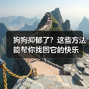 狗狗抑郁了？这些方法能帮你找回它的快乐