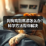 狗狗离别焦虑怎么办？科学方法帮你解决（图2）