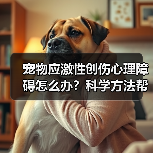 宠物应激性创伤心理障碍怎么办？科学方法帮你解决（图2）