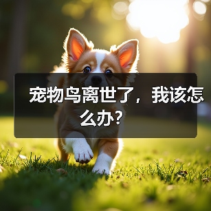 宠物鸟离世了，我该怎么办？（图1）