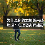 为什么你的宠物越来越焦虑？心理咨询师能帮上忙吗？（图1）
