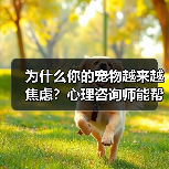 为什么你的宠物越来越焦虑？心理咨询师能帮上忙吗？（图2）