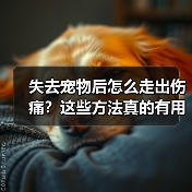 失去宠物后怎么走出伤痛？这些方法真的有用（图4）