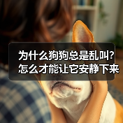 为什么狗狗总是乱叫？怎么才能让它安静下来？（图2）