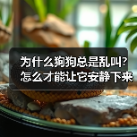 为什么狗狗总是乱叫？怎么才能让它安静下来？（图4）