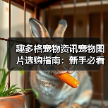趣多格宠物资讯宠物图片选购指南：新手必看5大实用方法