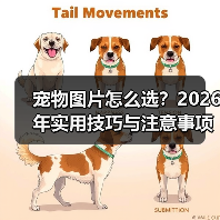 宠物图片怎么选？2026年实用技巧与注意事项（图3）