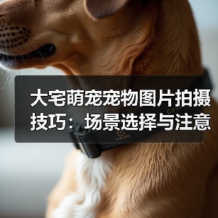 大宅萌宠宠物图片拍摄技巧：场景选择与注意事项2026（图3）