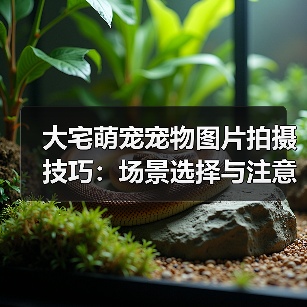 大宅萌宠宠物图片拍摄技巧：场景选择与注意事项2026（图4）